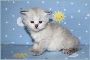 Female Siberian Kitten from Deedlebug Siberians